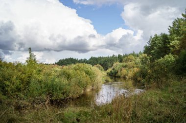 Ağaçların yaprakları ve yansımaları ile nemli yeşil yaz gününde orman sulak alanları