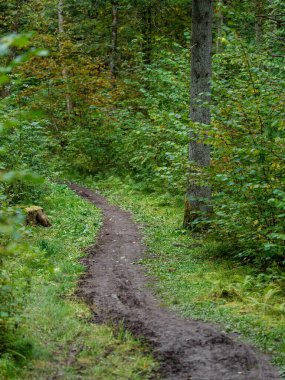 Letonya 'daki sonbahar ormanlarında altın ağaç yaprakları ve güneş ışınlarıyla turist yürüyüşü patikası
