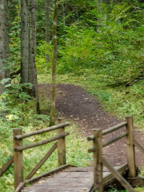 Letonya 'daki sonbahar ormanlarında altın ağaç yaprakları ve güneş ışınlarıyla turist yürüyüşü patikası