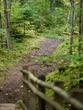 Letonya 'daki sonbahar ormanlarında altın ağaç yaprakları ve güneş ışınlarıyla turist yürüyüşü patikası