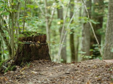 Letonya 'daki sonbahar ormanlarında altın ağaç yaprakları ve güneş ışınlarıyla turist yürüyüşü patikası