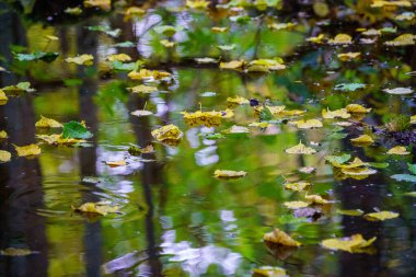 Ağaçların yaprakları ve yansımaları ile nemli yeşil yaz gününde orman sulak alanları
