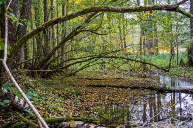 Ağaçların yaprakları ve yansımaları ile nemli yeşil yaz gününde orman sulak alanları