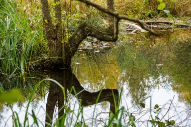Ağaçların yaprakları ve yansımaları ile nemli yeşil yaz gününde orman sulak alanları