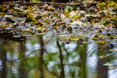 Ağaçların yaprakları ve yansımaları ile nemli yeşil yaz gününde orman sulak alanları