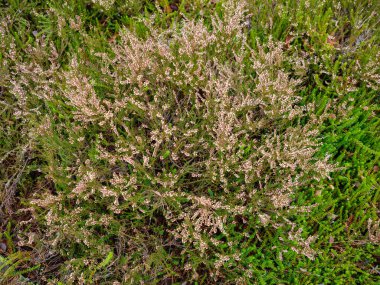 Bataklık sulak arazileri doğal enerji alanı toplamak için kullanılır.