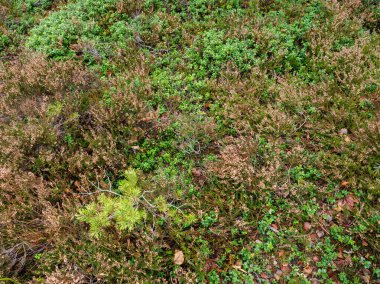 Bataklık sulak arazileri doğal enerji alanı toplamak için kullanılır.