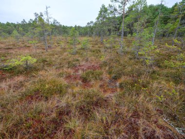 Bataklık sulak arazileri doğal enerji alanı toplamak için kullanılır.