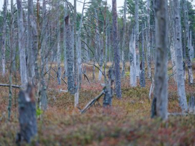 Bataklık sulak arazileri doğal enerji alanı toplamak için kullanılır.