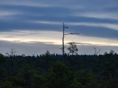 Bataklık sulak arazileri doğal enerji alanı toplamak için kullanılır.