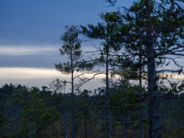 Bataklık sulak arazileri doğal enerji alanı toplamak için kullanılır.