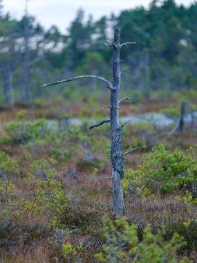 Bataklık sulak arazileri doğal enerji alanı toplamak için kullanılır.