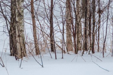 Soğuk kış gününde, kar ve buzla kaplı kırsal alan.