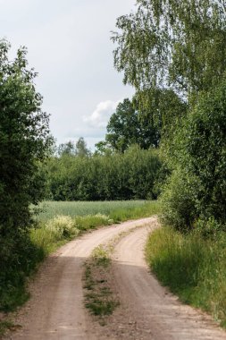Letonya 'daki sonbahar ormanlarında altın ağaç yaprakları ve güneş ışınlarıyla turist yürüyüşü patikası