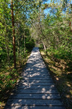 Letonya 'daki sonbahar ormanlarında altın ağaç yaprakları ve güneş ışınlarıyla turist yürüyüşü patikası