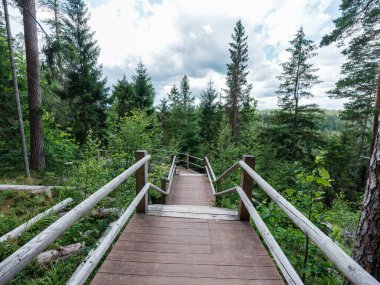 Letonya 'daki sonbahar ormanlarında altın ağaç yaprakları ve güneş ışınlarıyla turist yürüyüşü patikası