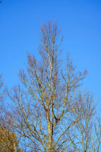 Гілки Дерева Листям Тлі Чистого Блакитного Неба Влітку — стокове фото