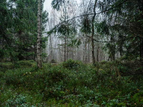 ダークムーディの森の詳細は 秋の後半だ テクスチャされた背景 — ストック写真