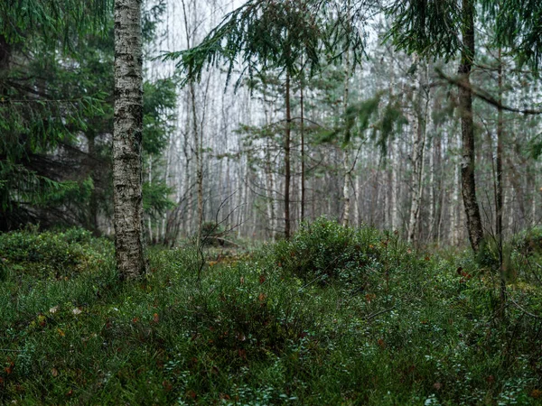 Tmavé Náladové Lesní Detaily Pozdním Vlhkém Podzimu Texturované Pozadí — Stock fotografie