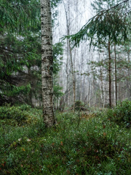 Detalhes Floresta Mal Humorado Escuro Final Outono Molhado Fundos Texturizados — Fotografia de Stock