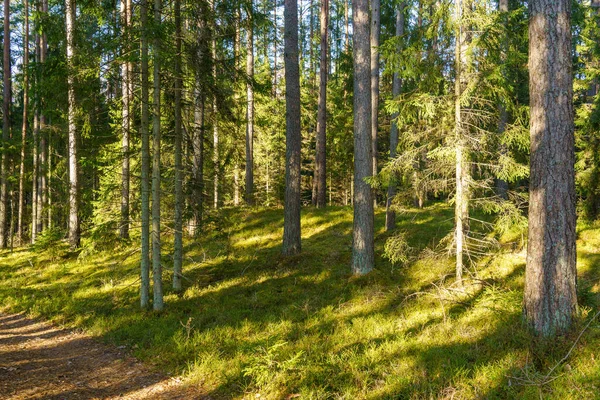 Туристическая Тропа Осеннем Лесу Латвии Золотыми Листьями Деревьев Солнечными Лучами — стоковое фото