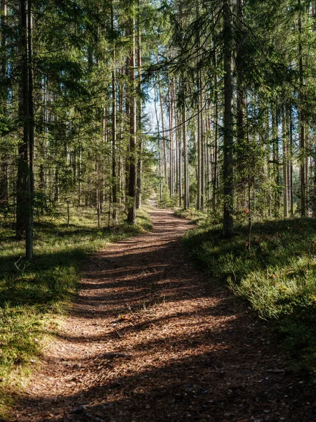 Τουριστικό Μονοπάτι Πεζοπορίας Στο Φθινόπωρο Δάσος Latvia Φύλλα Χρυσού Δέντρου — Φωτογραφία Αρχείου