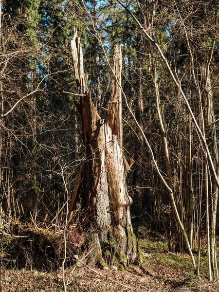 Islak Sonbaharda Karanlık Kasvetli Orman Detayları Desenli Arkaplanlar — Stok fotoğraf