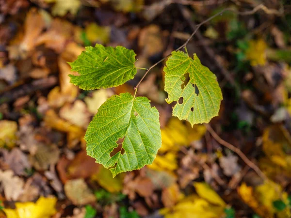 Tmavé Náladové Lesní Detaily Pozdním Vlhkém Podzimu Texturované Pozadí — Stock fotografie
