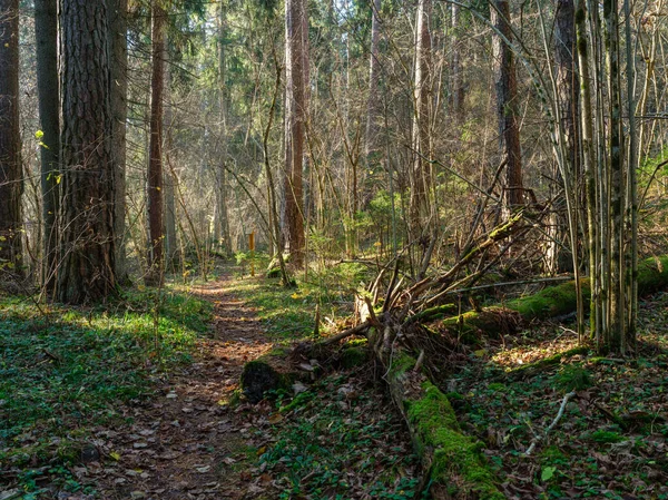 Dunkle Stimmungsvolle Walddetails Spätfeuchten Herbst Texturierte Hintergründe — Stockfoto