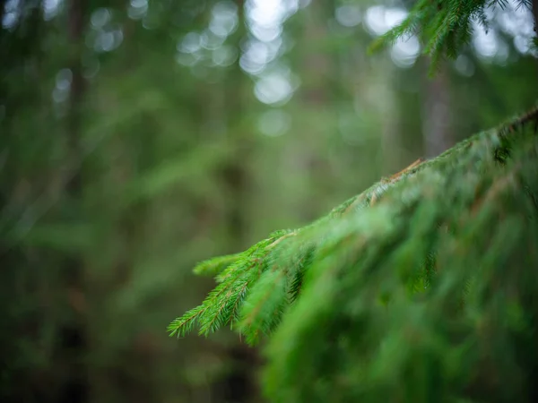 Ciemne Nastrojowe Szczegóły Lasu Późną Mokrą Jesienią Teksturowane Tła — Zdjęcie stockowe