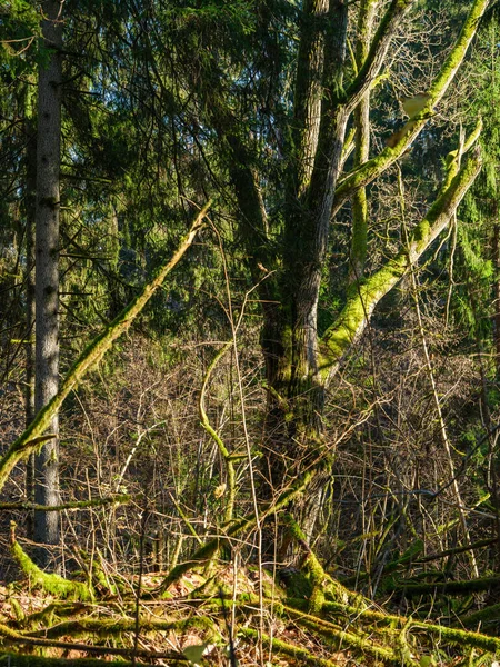 Dunkle Stimmungsvolle Walddetails Spätfeuchten Herbst Texturierte Hintergründe — Stockfoto