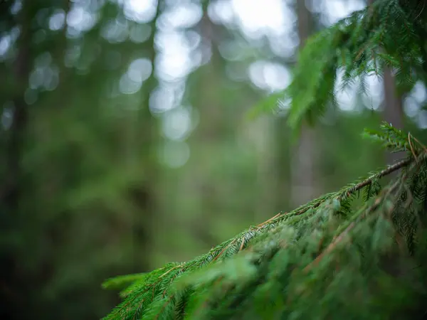 ダークムーディの森の詳細は 秋の後半だ テクスチャされた背景 — ストック写真