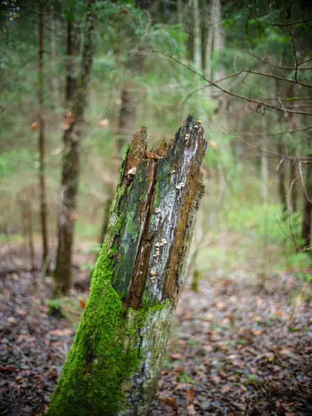 Détails Forêt Sombre Humide Fin Automne Humide Milieux Texturés — Photo