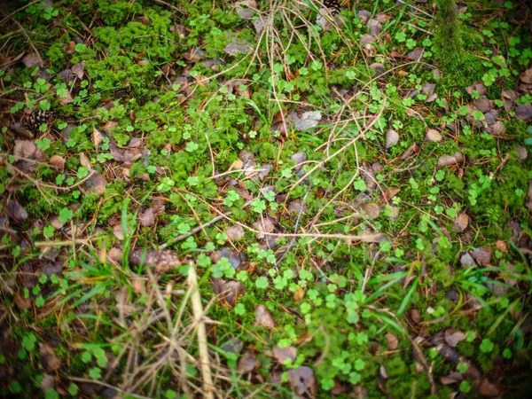 Zelené Podzimní Listoví Detaily Mokrém Podzimním Přírodním Lese Texturou — Stock fotografie