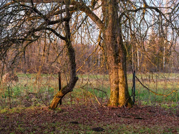 Mørke Lunefulde Skov Detaljer Slutningen Det Våde Efterår Tekstureret Baggrund - Stock-foto