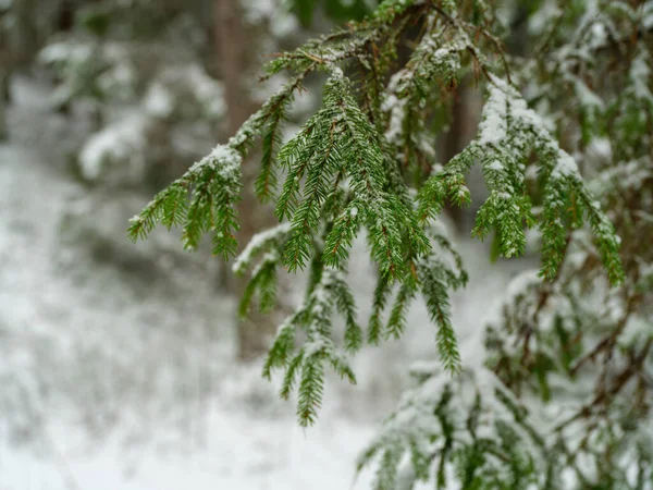 Branches Arbres Éperons Avec Neige Dans Gel Hivernal — Photo