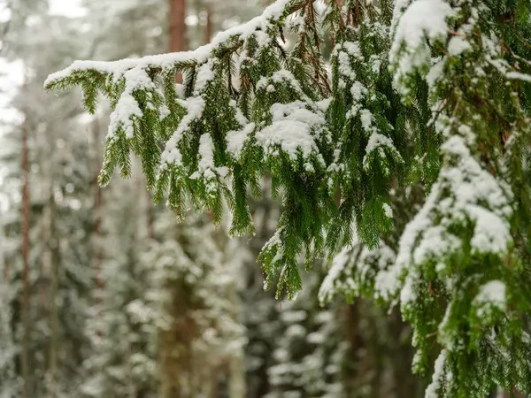 Ramos Árvore Esporão Com Neve Geada Inverno — Fotografia de Stock
