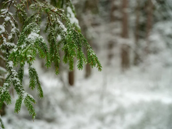 冬の霜に雪が降る木の枝を鼓舞する — ストック写真