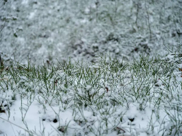 冬の霜に雪が降る木の枝を鼓舞する — ストック写真