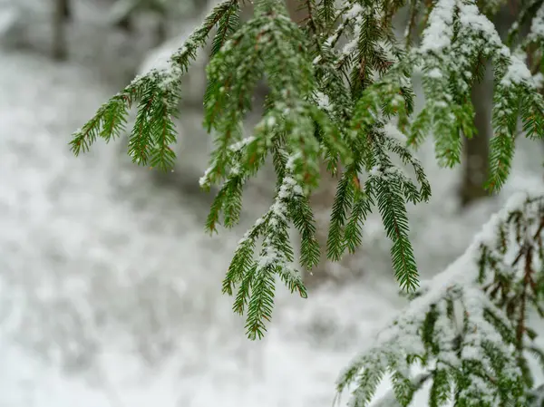 Ostružinové Větve Sněhem Zimním Mrazu — Stock fotografie