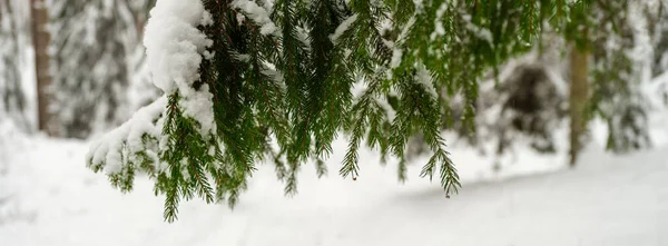 Ramos Árvore Esporão Com Neve Geada Inverno — Fotografia de Stock