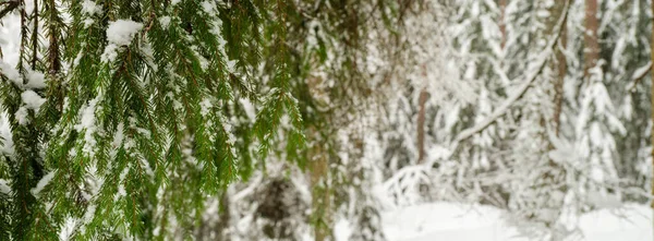 Spornzweige Mit Schnee Winterfrost — Stockfoto