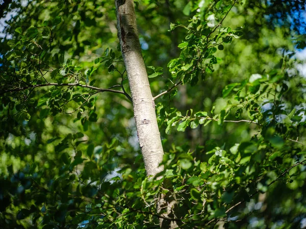 Detalles Follaje Verde Otoño Bosque Natural Húmedo Otoño Con Texturas — Foto de Stock