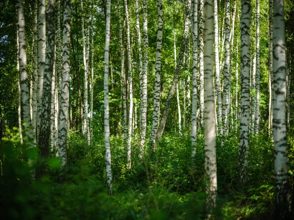 Зеленые Осенние Листья Влажных Осенних Лесах Текстурами — стоковое фото