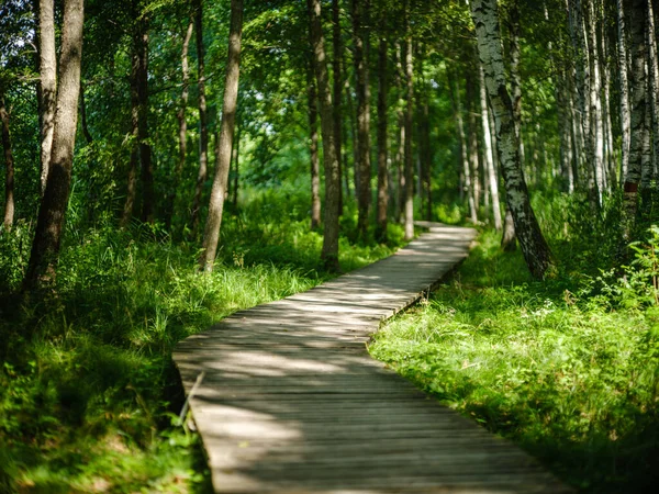 Turistické Turistické Stezky Podzimním Lese Latvii Zlatými Listy Stromů Slunečními — Stock fotografie