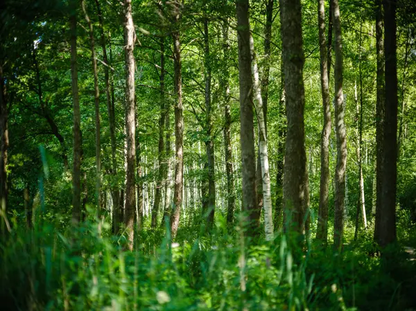 Detalles Follaje Verde Otoño Bosque Natural Húmedo Otoño Con Texturas —  Fotos de Stock