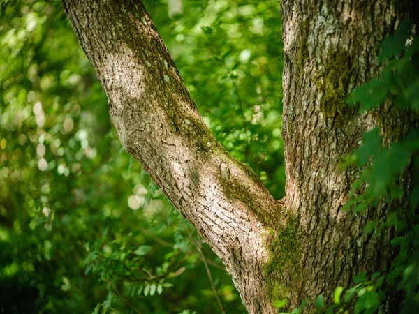 Verde Autunno Dettagli Fogliame Umido Autunno Foresta Naturale Con Texture — Foto Stock