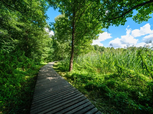 Sendero Turístico Bosque Otoñal Latvia Con Hojas Árbol Dorado Rayos — Foto de Stock