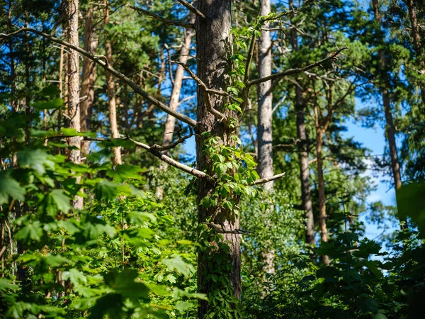 Verde Autunno Dettagli Fogliame Umido Autunno Foresta Naturale Con Texture — Foto Stock