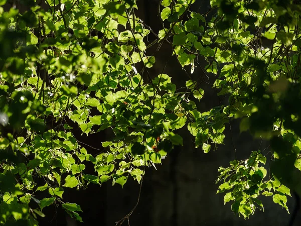 Зеленые Осенние Листья Влажных Осенних Лесах Текстурами — стоковое фото